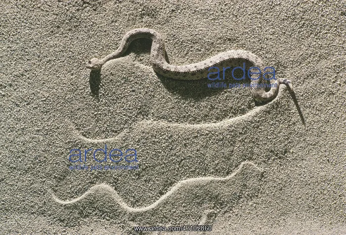 : Sidewinder (Crotalus cerastes cerastes) : Sidewinder (Crotalus cerastes cerastes)