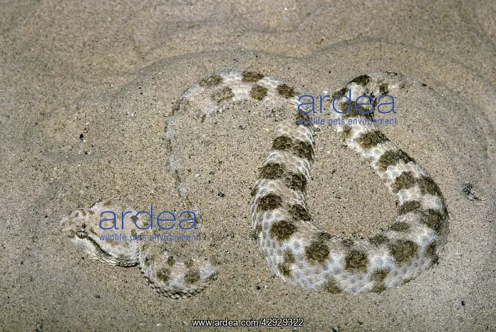 : Sidewinder Rattlesnake : Sidewinder Rattlesnake