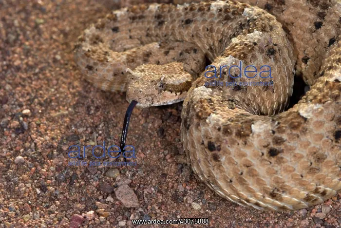 : Sidewinder Rattlesnake : Sidewinder Rattlesnake