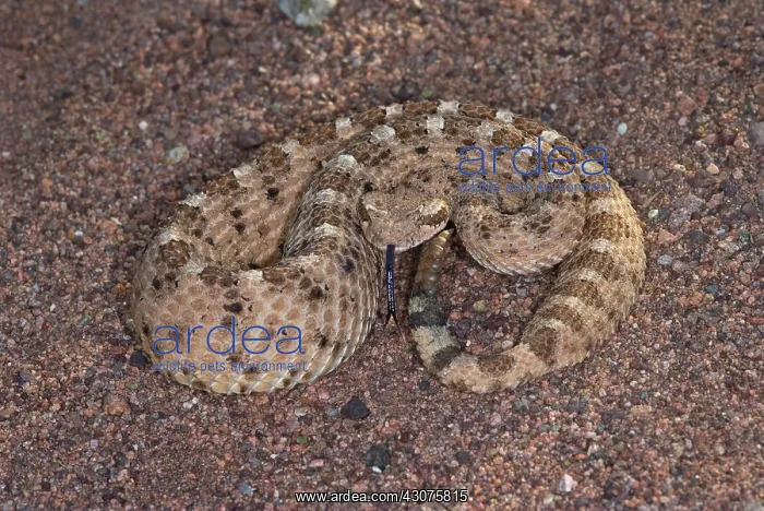 : Sidewinder Rattlesnake : Sidewinder Rattlesnake
