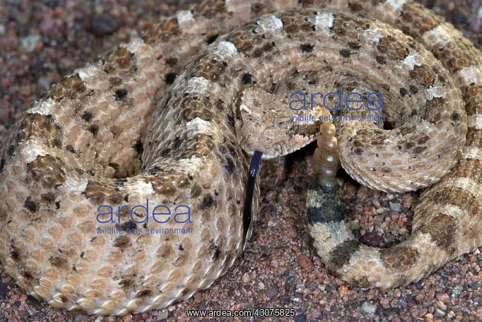 : Sidewinder Rattlesnake : Sidewinder Rattlesnake