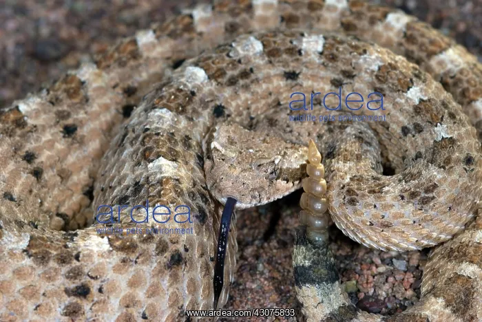 : Sidewinder Rattlesnake : Sidewinder Rattlesnake