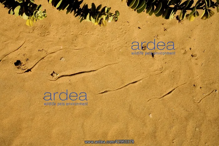 : Sidewinding Tracks - Made by the Peringuey's Adder : Sidewinding Tracks - Made by the Peringuey's Adder