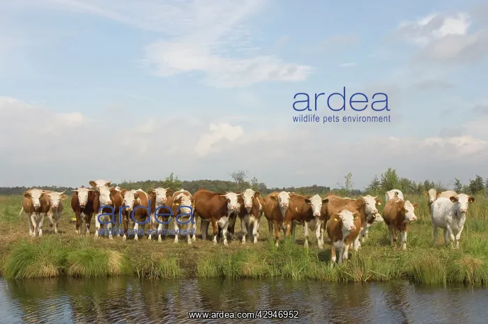  : Siementhaler cow - Curious herd