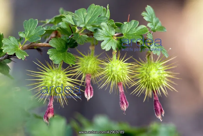 : Sierra Gooseberry - in fruit : Sierra Gooseberry - in fruit