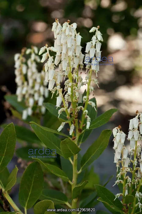 : Sierra Laurel - Western Leucothoe - in flower : Sierra Laurel - Western Leucothoe - in flower