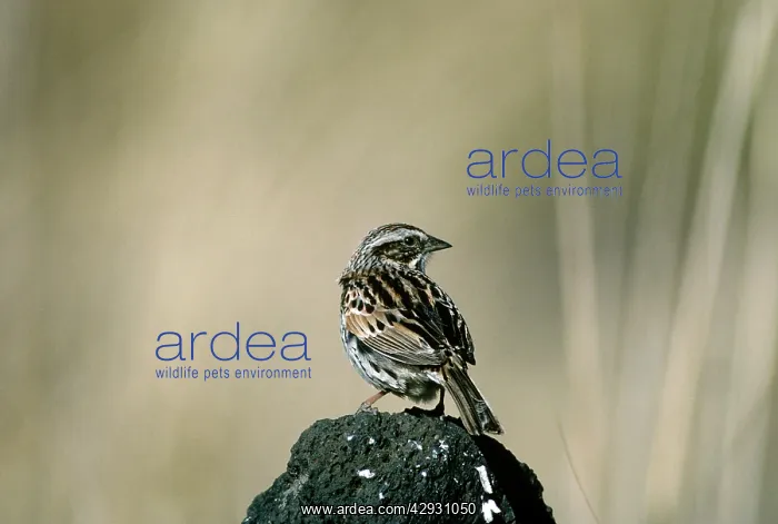 : Sierra Madre Sparrow : Sierra Madre Sparrow