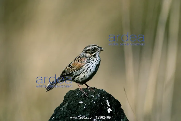 : Sierra Madre Sparrow : Sierra Madre Sparrow