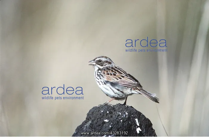 : SIERRA MADRE SPARROW - perched on rock : SIERRA MADRE SPARROW - perched on rock