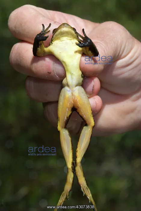 : Sierra Nevada Yellow-Legged Frog : Sierra Nevada Yellow-Legged Frog