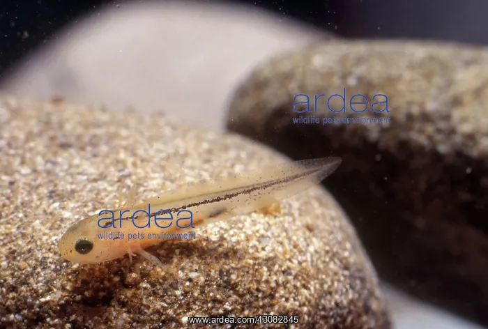 : Sierra Newt Larva : Sierra Newt Larva