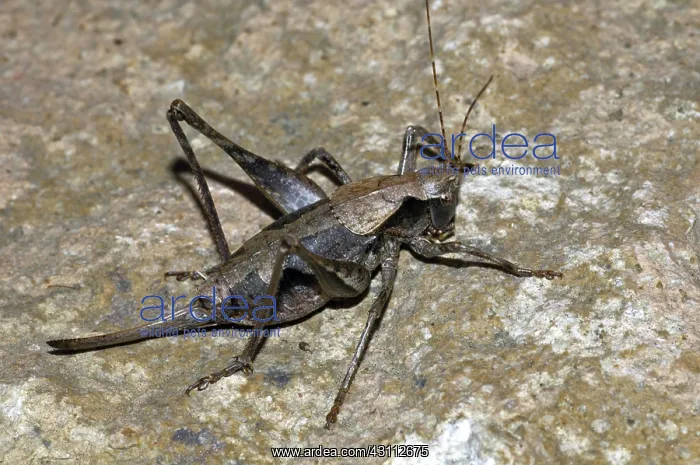 : Sierra Shieldback Katydid : Sierra Shieldback Katydid