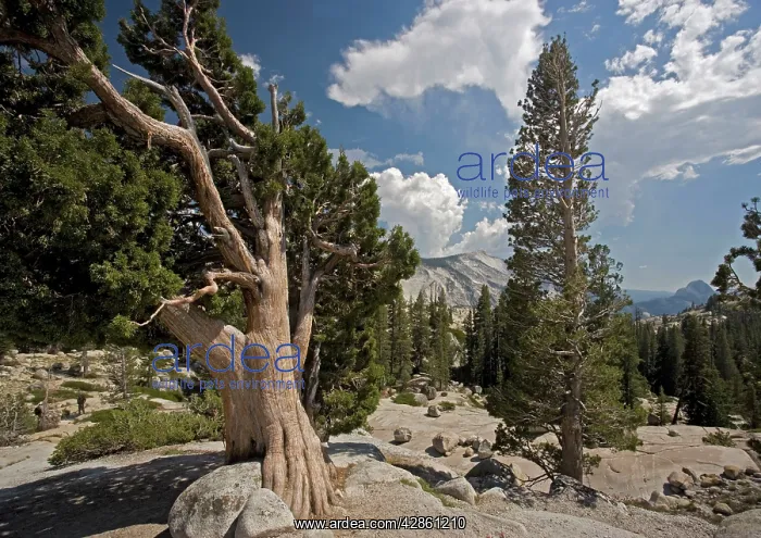 : Sierra / Western Juniper - at 8000 ft on granite : Sierra / Western Juniper - at 8000 ft on granite