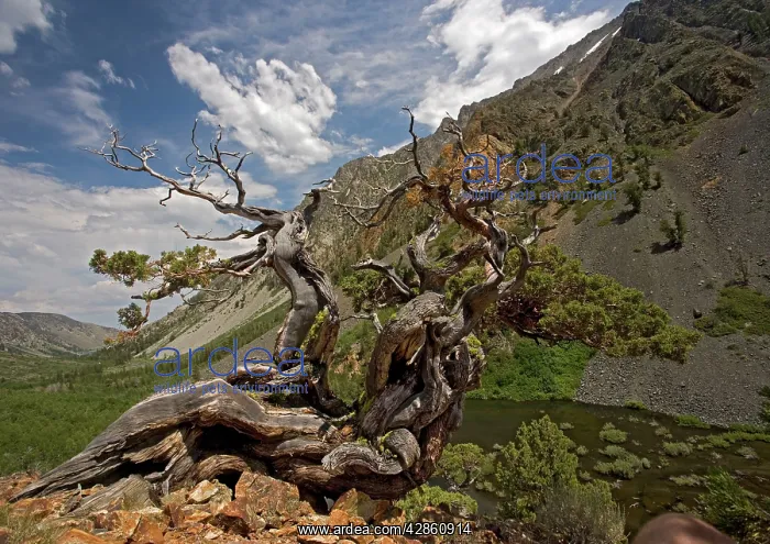: Sierra / Western Juniper - very old : Sierra / Western Juniper - very old