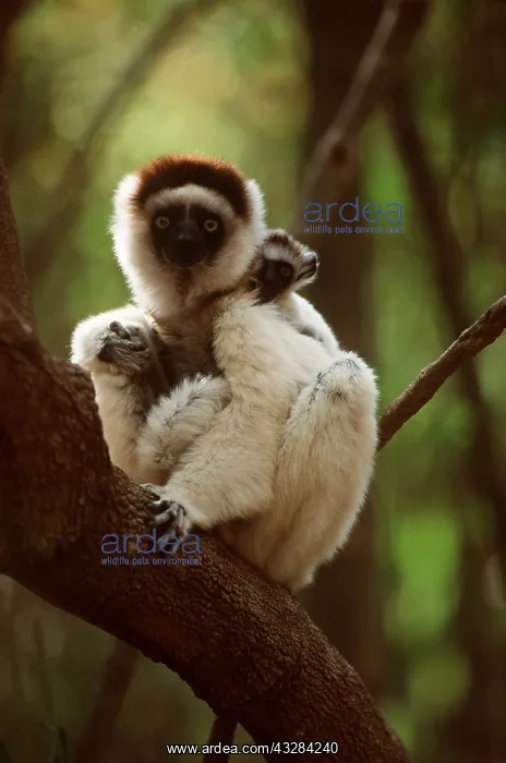 : SIFAKA - mother with young on back : SIFAKA - mother with young on back