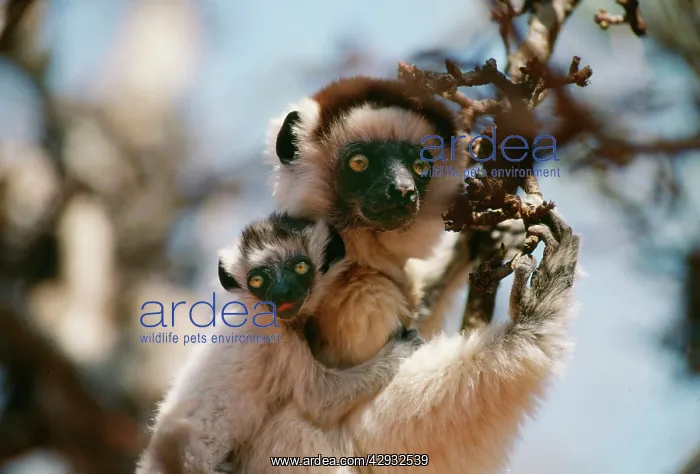 : SIFAKA - with young on back : SIFAKA - with young on back