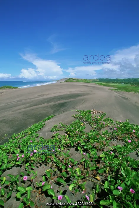 : Sigatoka Sand Dunes National Park, Fiji : Sigatoka Sand Dunes National Park, Fiji