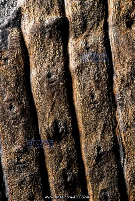 : Sigillaria Fossil : Sigillaria Fossil