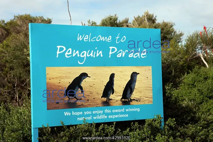 : Sign advertising the world famous Penguin Parade - one of Vi : Sign advertising the world famous Penguin Parade - one of Vi