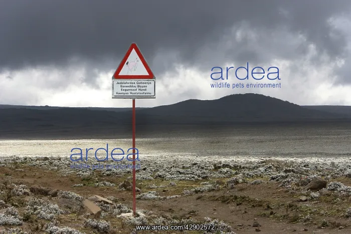 : Sign giving information on the Ethiopian Wolf / : Sign giving information on the Ethiopian Wolf /
