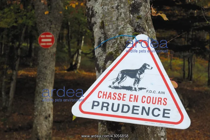 : Sign during a hunt in the woods in France : Sign during a hunt in the woods in France