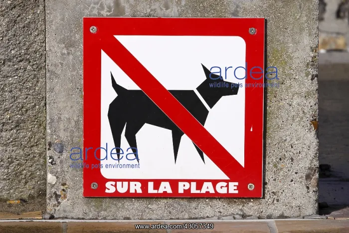 : Sign prohibiting access to the dogs on the beach : Sign prohibiting access to the dogs on the beach