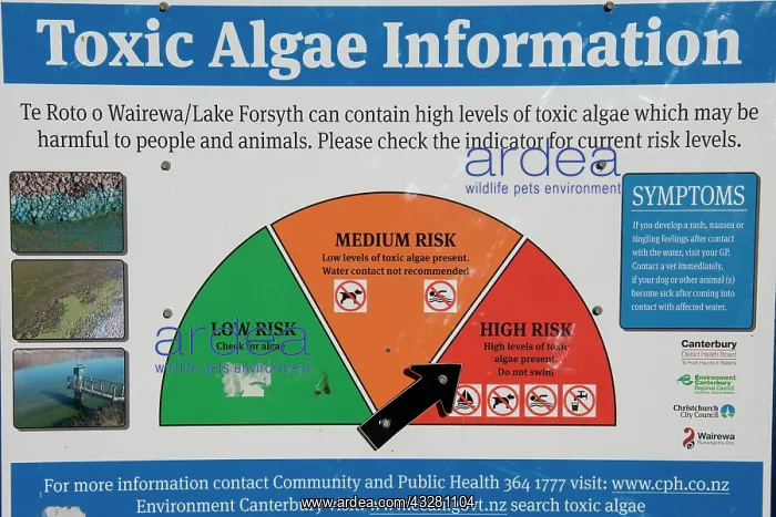 : Sign about toxic algae - Lake Forsyth, Little River : Sign about toxic algae - Lake Forsyth, Little River