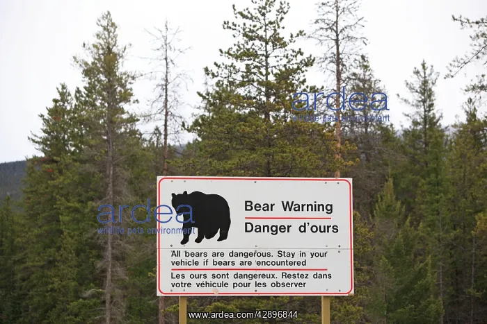 : Sign - warning to stay in your car if Bears are encountered : Sign - warning to stay in your car if Bears are encountered
