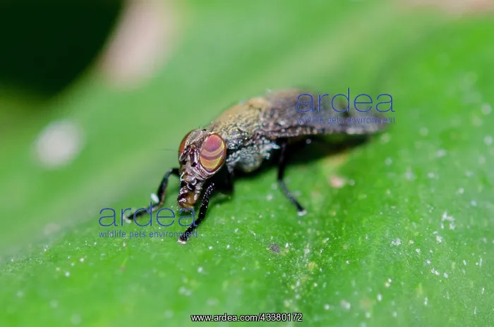  : Signa Fly - with unusual eye pattern - Klungkung, Bali, Indonesia