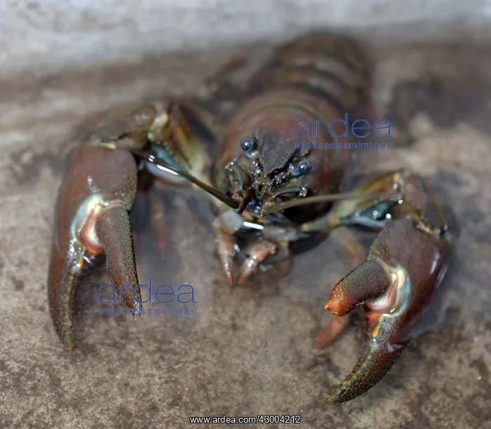  : Signal Crayfish