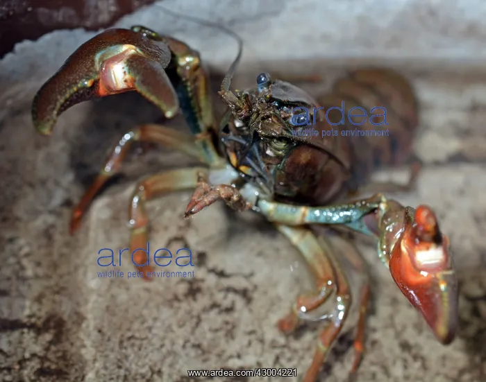 : Signal Crayfish : Signal Crayfish