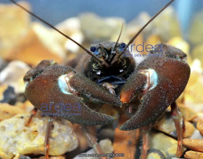 : Signal Crayfish : Signal Crayfish