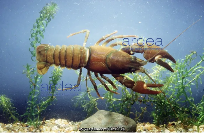 : SIGNAL CRAYFISH : SIGNAL CRAYFISH