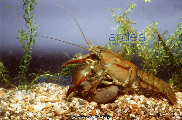 : SIGNAL CRAYFISH - immature : SIGNAL CRAYFISH - immature