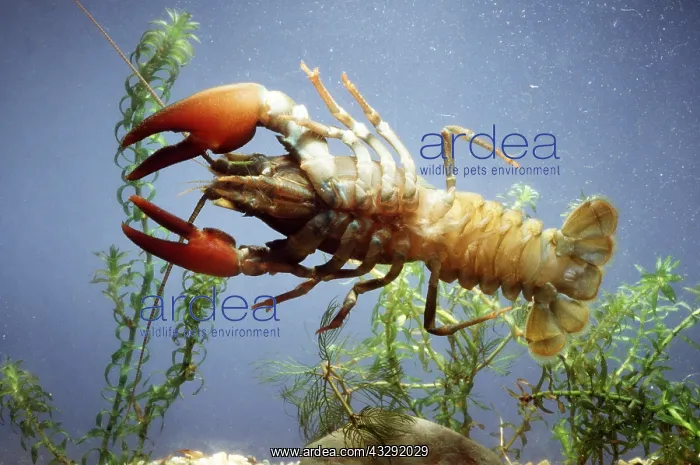 : SIGNAL CRAYFISH (USA SPECIES) : SIGNAL CRAYFISH (USA SPECIES)