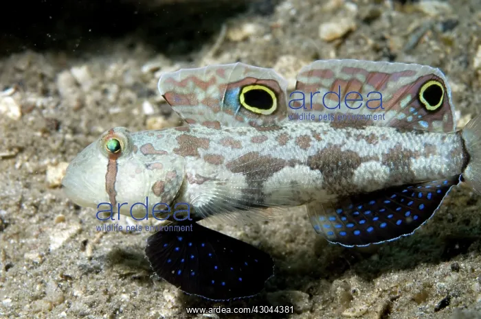 : Signal Goby : Signal Goby