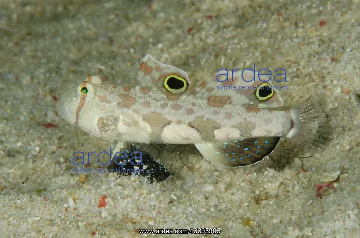 : Signal Goby : Signal Goby