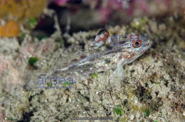 : Signalfin Goby with erect fin - Gemaf dive site : Signalfin Goby with erect fin - Gemaf dive site
