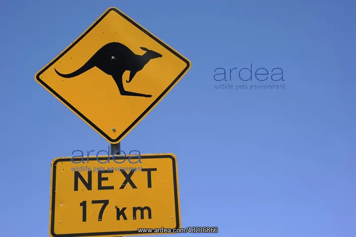 : Signaling wildlife passage: Kangaroo, Kosciuszko : Signaling wildlife passage: Kangaroo, Kosciuszko