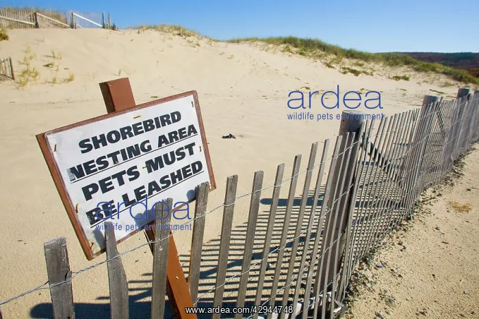 : Signs for protecting nesting shorebirds on Cape Cod : Signs for protecting nesting shorebirds on Cape Cod