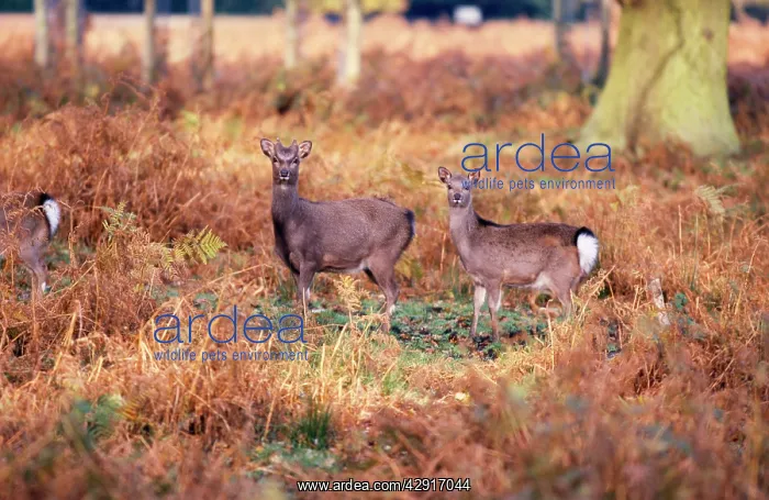 : Sika Deer (Cervus nippon). Introduced to the UK : Sika Deer (Cervus nippon). Introduced to the UK