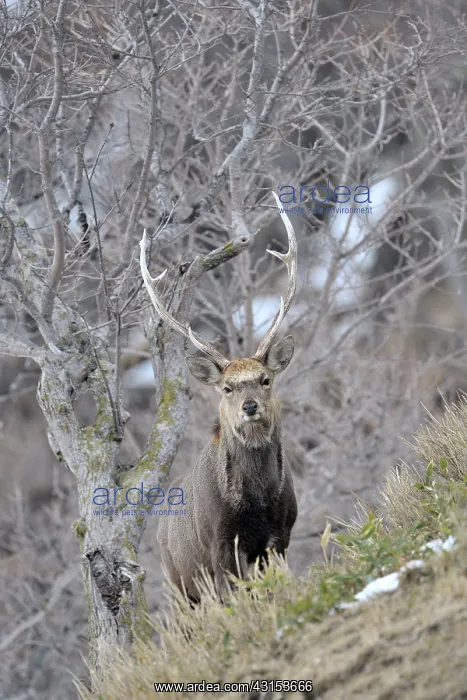 : Sika Deer (Cervus nippon) standing on a hillside : Sika Deer (Cervus nippon) standing on a hillside