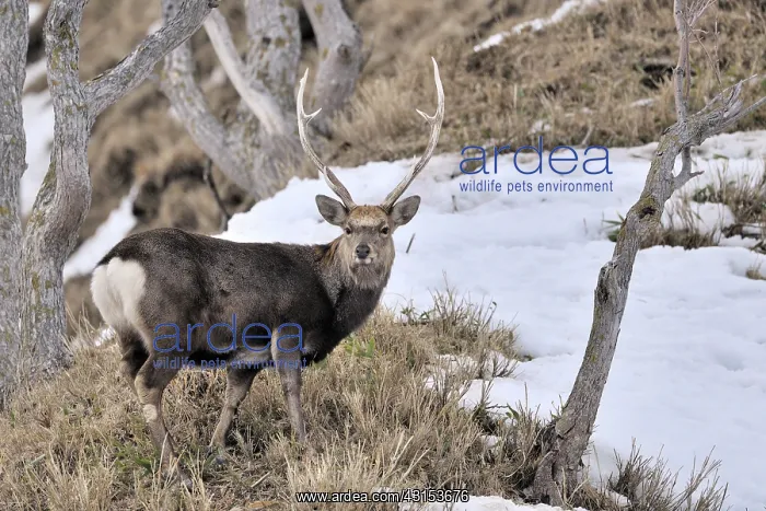 : Sika Deer (Cervus nippon) standing on a hillside : Sika Deer (Cervus nippon) standing on a hillside