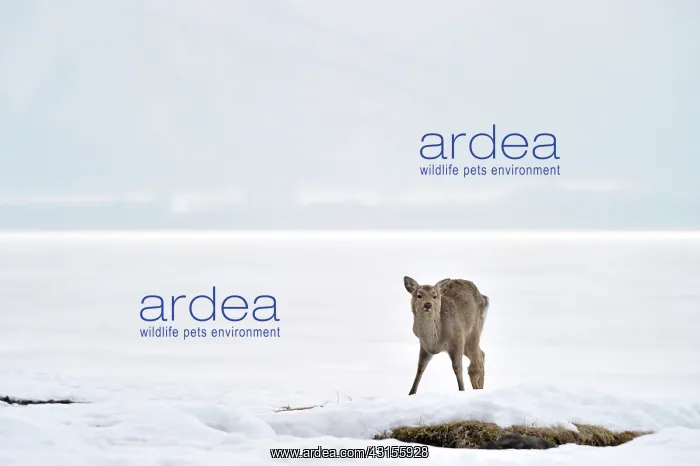 : Sika Deer (Cervus nippon) standing on forzen Lake : Sika Deer (Cervus nippon) standing on forzen Lake