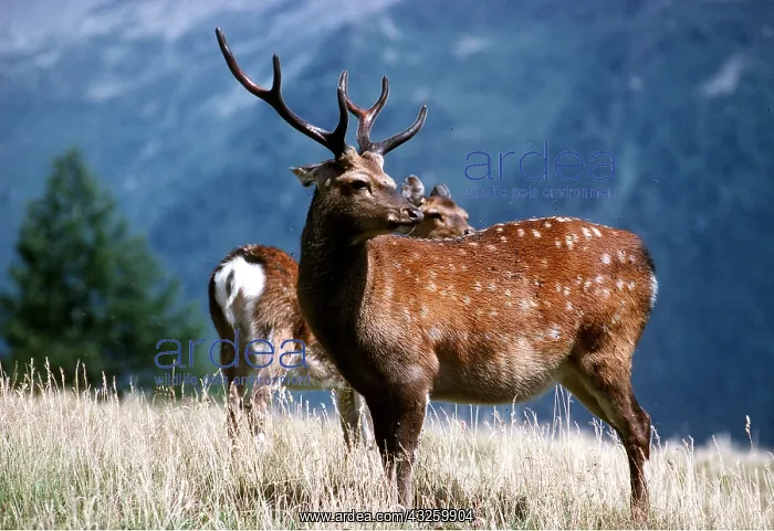 : Sika DEER : Sika DEER