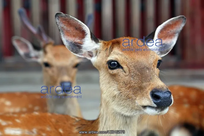 : Sika Deer - Cervus Nippon : Sika Deer - Cervus Nippon