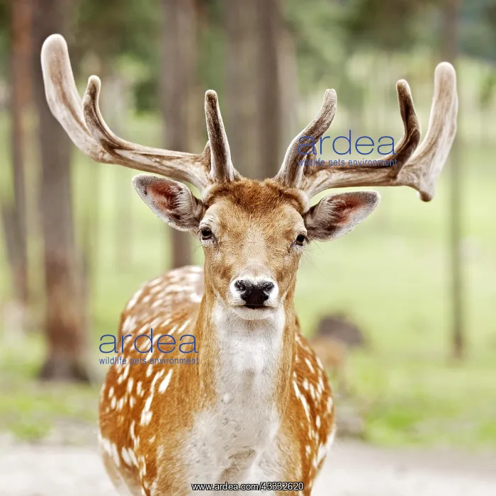 : Sika deer (Cervus nippon) in summer coat with velvet : Sika deer (Cervus nippon) in summer coat with velvet
