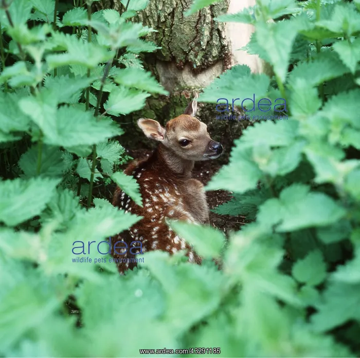 : Sika DEER - fawn lying, protected by nettles : Sika DEER - fawn lying, protected by nettles