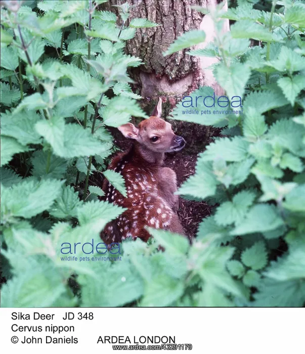 : Sika DEER - fawn protected by nettles : Sika DEER - fawn protected by nettles