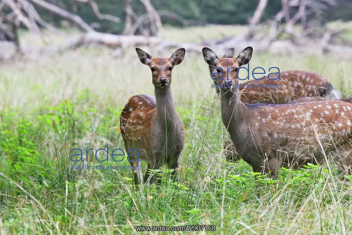 : Sika Deer - female : Sika Deer - female